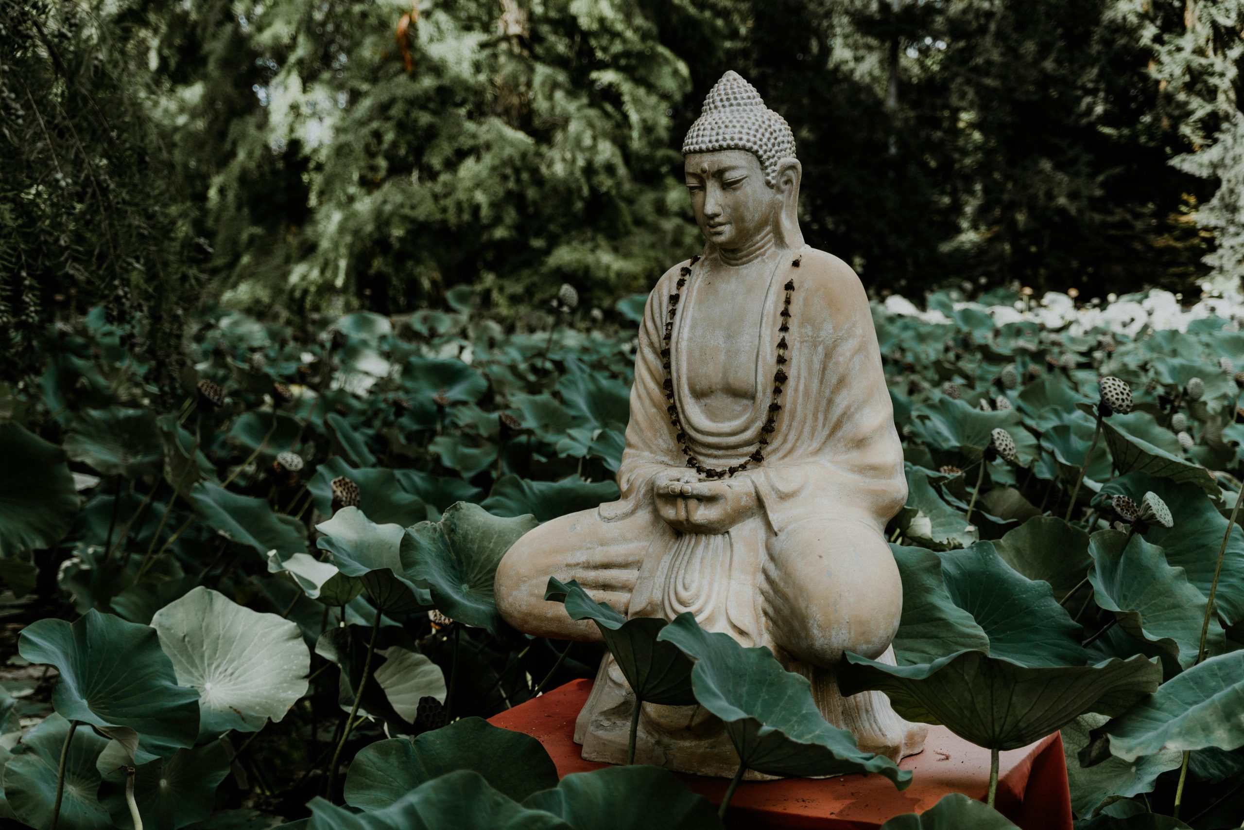 Plantes Spirituelles et Magiques